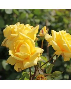 Rose Landora - Sunblest Hybrid Tea Rose