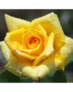 Rose Marko Polo - Hybrid Tea Rose