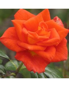 Rose Monica - Hybrid Tea Rose
