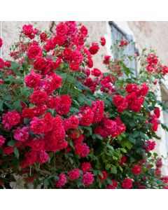 Rose Pauls Scarlet - Red Climbing Rose