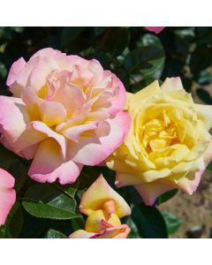 Rose Peace - Gloria Dei Hybrid Tea Rose