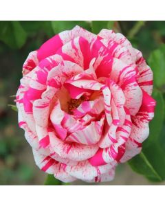 Large Standard Rose Tree - Raspberry Ripple - Papageno Rose Tree