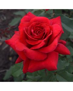 Rose Red Berlin - Hybrid Tea