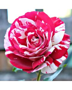Large Standard Rose Tree - Julio Iglesias - Scented Floribunda Rose
