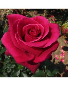 Rose Smooth Velvet - Hybrid Tea Rose