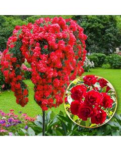 Large Standard Rose Tree - Scarlet Weeping 