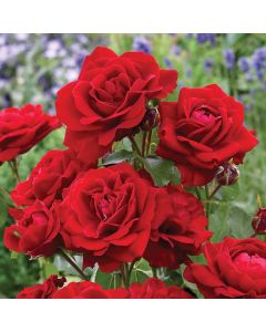 Rose Lili Marlene - Floribunda