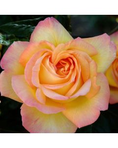 LARGE Standard Rose Tree - Gloria Dei (Peace)