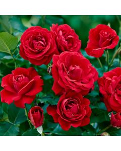 Rose Nina Weibull - Floribunda Rose