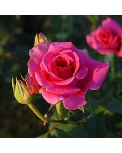 Rose Pavaroti - Hybrid Tea Rose
