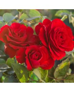 Rose Satchmo - Floribunda Rose