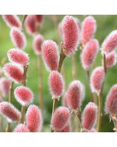 Salix gracilistyla 'Mount Aso' - Japanese Pink Pussy Willow