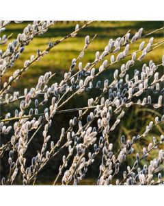 Salix hybrida Smithiana - Silky Leaved Pussy Willow