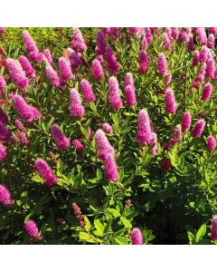 Spiraea x Billardii 