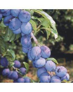 Prunus insititia 'Shropshire Prune' Prunus insititia 'Shropshire Prune'