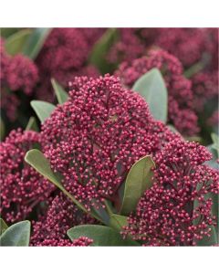 Skimmia japonica Rubella - Young Plant in Bud