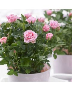 MOTHERS DAY - Pretty Pink Pot Rose in Bud & Bloom