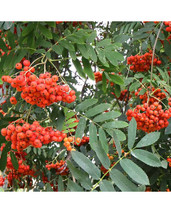 Sorbus aucuparia Sheerwater Seedling