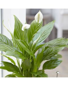 Peace Lily - Spathiphyllum 
