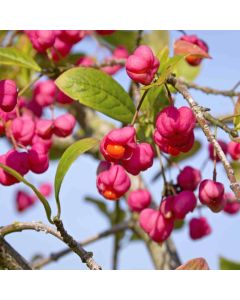 Euonymus Europeaus - Spindle - Bare Root Hedging 60-80cm - Pack of 12 Euonymus Europeaus - Spindle - Bare Root Hedging 60-80cm - Pack of 12