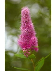 Spiraea x Billardii 