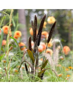 Pennisetum glauca 'Purple Majesty'