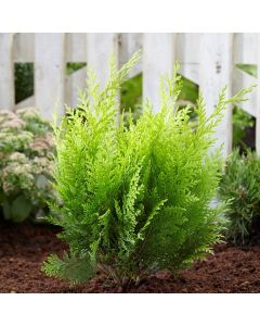 Chamaecyparis lawsoniana Stardust