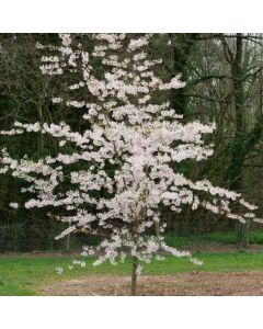 Prunus pendula Stellata  - Cherry Blossom Tree