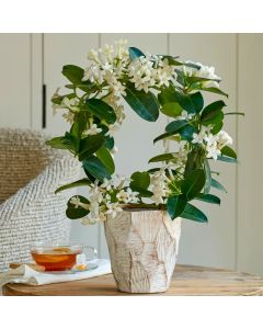 MOTHERS DAY - Madagascar Jasmine - Fragrant Stephanotis