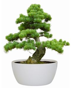 Bonsai Tree Indoor Grow Set -  Jerusalem Pine