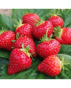 Strawberry Plant 'Fresca'
