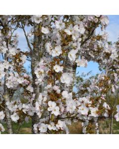 Prunus Sunset Boulevard - Cherry Blossom Tree