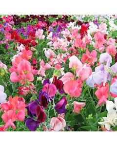 Sweet Pea Flower Seeds - 6 Different Varieties