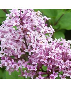 Syringa Palibin - Dwarf Scented Lilac Bush