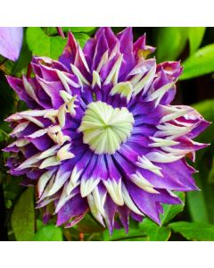 Clematis Taiga - Stunning Brand New & Exclusive hardy Climbing Tiger Clematis florida 'Taiga'