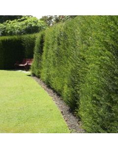 Taxus Baccata - English Yew -  Pot grown bushy plants 40-60cm