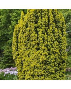 Taxus baccata aurea David - Golden Fastigiate Yew