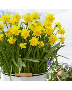 Double Flowering Tete Boucle Dwarf Daffodils - Pack of 8 Bulbs