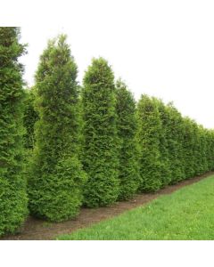 BLACK FRIDAY DEAL - Thuja occidentalis Brabant - circa 180cm Specimen or Hedging Conifer