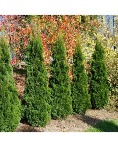 BLACK FRIDAY DEAL - Thuja occidentalis 'Smaragd' - 60-80cm Specimen or Hedging Conifers