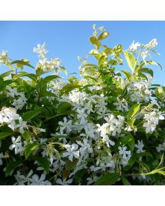 Fragrant Evergreen Star Jasmin - Trachelospermum jasminoides - 140-160cm Specimen Plant