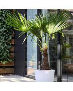 Trachycarpus fortunei - LARGE Hardy Windmill Palm - 130-150cm