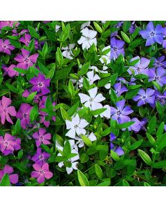 BLACK FRIDAY DEAL - Vinca minor Multi-Colour - Tricolour flowers Evergreen Lesser Periwinkle Plant