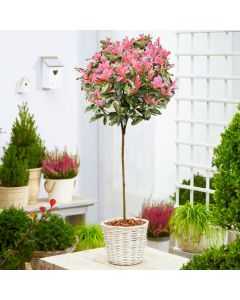 BLACK FRIDAY DEAL - Hardy Evergreen Photinia serratifolia PINK CRISPY 90-120cm (3-4ft) Standard Topiary Tree