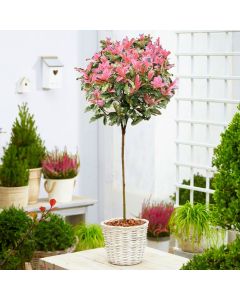 SPECIAL DEAL - Hardy Evergreen Photinia serratifolia PINK CRISPY 90-120cm (3-4ft) Standard Topiary Tree