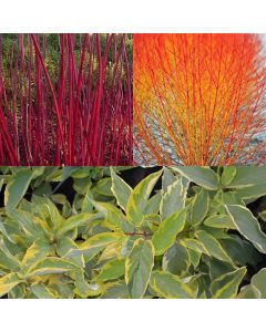 Cornus Collection - Fiery Winter Dogwood Collection - Pack of THREE