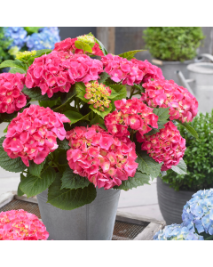 Hydrangea macrophylla Little XS Pink - Compact Mophead Hydrangea