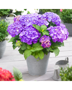 Hydrangea macrophylla Little XS Purple - Compact Mophead Hydrangea