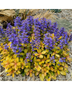 BLACK FRIDAY DEAL - Ajuga Petite Parakeet - Feathered Friends