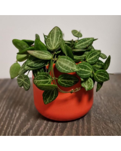 Dischidia Pectenoides Variegata